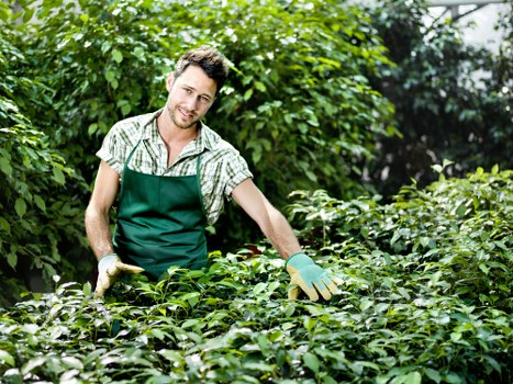 Regular hedge trimming in Barbican improving privacy and kerb appeal
