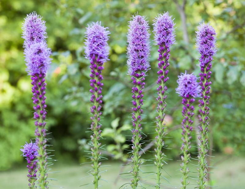 garden maintenance garden care