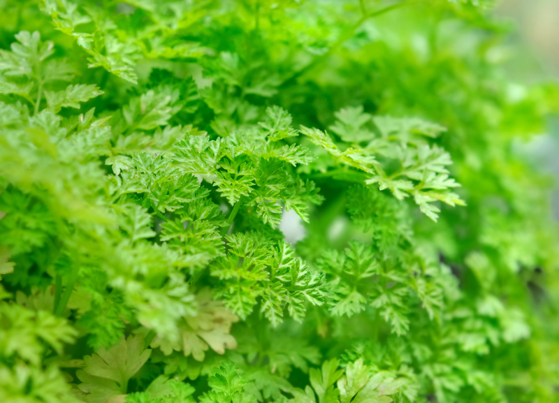garden maintenance garden care