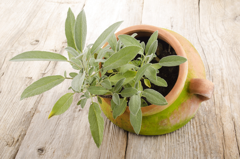 garden Planting
